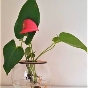 10cm Fishbowl with Anthurium - Pink Flower