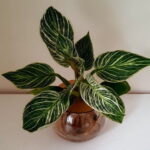 10cm-Fishbowl-with-Birkin-1.jpeg 10cm Fishbowl with Philodendron Birkin