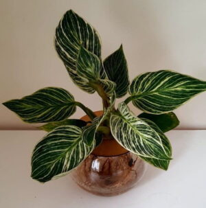 10cm-Fishbowl-with-Birkin-1.jpeg 10cm Fishbowl with Philodendron Birkin