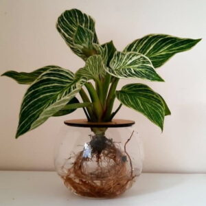 10cm Fishbowl with Philodendron Birkin