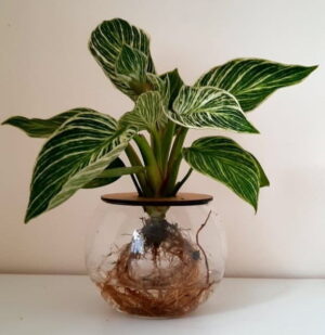 10cm-Fishbowl-with-Birkin-2-1.jpeg 10cm Fishbowl with Philodendron Birkin