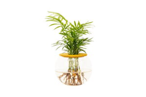 Fishbowl with Love Palm 10cm