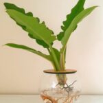 10cm Fishbowl with Philodendron Narrow