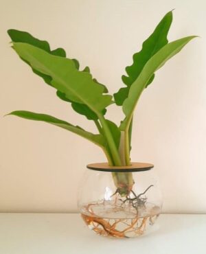 10cm Fishbowl with Philodendron Narrow