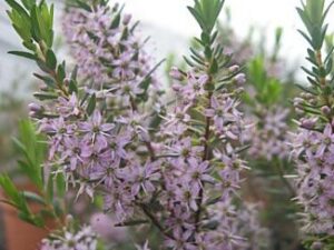 Agathosma Glentana 15cm Pot