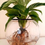 15cm Fishbowl with Philodendron Birkin