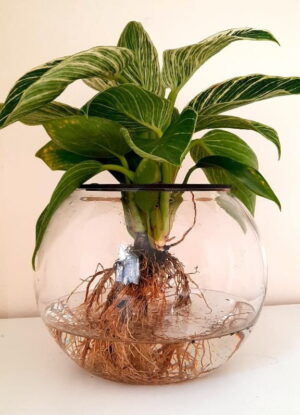 15cm Fishbowl with Philodendron Birkin