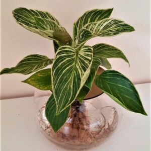 15cm Fishbowl with Philodendron Birkin