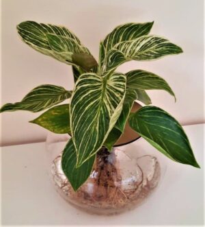 15cm Fishbowl with Philodendron Birkin