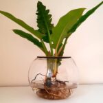 15cm Fishbowl with Philodendron Narrow