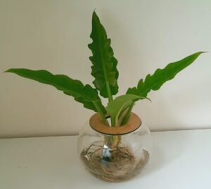 15cm Fishbowl with Philodendron Narrow