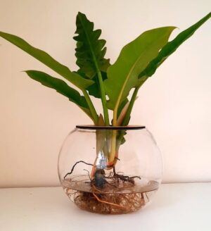 15cm Fishbowl with Philodendron Narrow