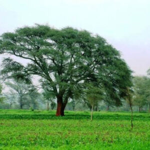 Faidherbia Albida 600lt Common Name: Ana Tree, Winter Thorn