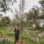 Buddleja Saligna 200lt Common Name: False Olive