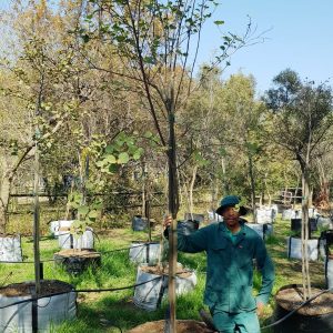 Dombeya Rotundifolia 200lt Common Name: Wild Pear