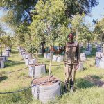 Heteropyxis Natalensis 200lt Heteropyxis Natalensis 200lt