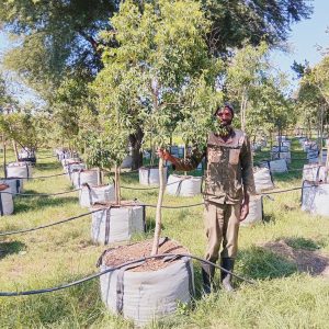 Heteropyxis Natalensis 200lt