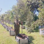 Olea Europaea Africana 200lt Common Name: Wild Olive