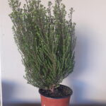 Buchu Serpyllacea 15cm Pot