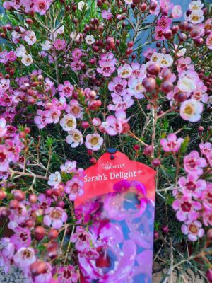 Geraldton Wax 'Sarah's Delight' 15cm Pot