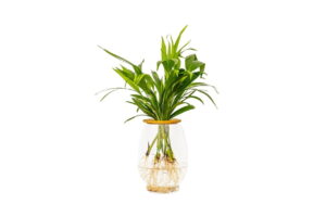 Barrel Vase with Bamboo Palm