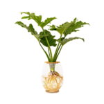 24cm-Barrel-Vase-with-Philodendron-Selloum.jpeg Barrel Vase with Philodendron Selloum