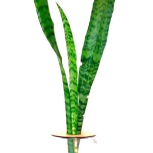 Barrel Vase With Snake Plant