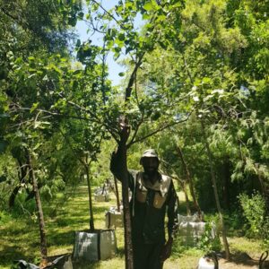 Dombeya Rotundifolia 400lt Common Name: Wild Pear