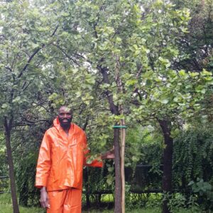 Dombeya Rotundifolia 600lt Common Name: Wild Pear