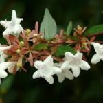 Abelia Grandiflora 128 Plug Tray