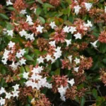Abelia Grandiflora Various sizes available from clicknplant nursery www.clicknplantgp.co.za