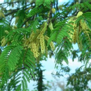 Acacia Caffra (Hook Thorn) Tree 200lt