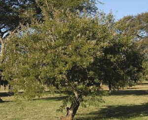 Acacia Davyi 200lt (Corky Thorn) Acacia Davyi 200lt (Corky Thorn)