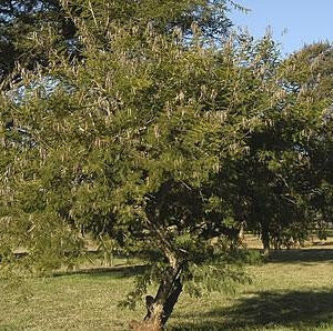 Acacia Davyi 200lt (Corky Thorn)