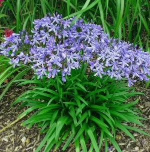 Agapanthus Nana Blue