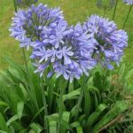 Agapanthus Praecox Blue