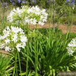 Agapanthus Praecox White