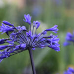 Agapanthus Intermedia Blue