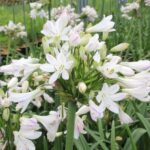 Agapanthus Intermedia White