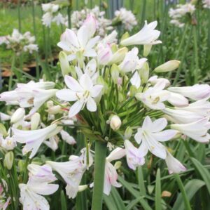 Agapanthus Intermedia White