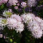 Agathosma Cerefolium 15cm Pot