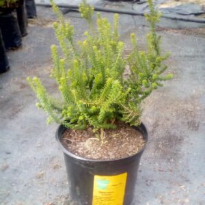 Buchu Ciliaris 15cm
