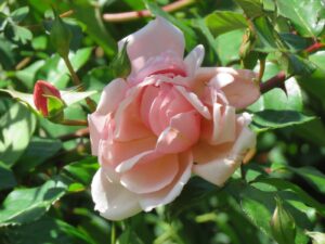 Albertine Climbing Rose 5lt