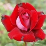 Alleluia Hybrid Tea Rose 5lt