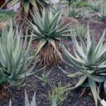 Aloe Castanea 128 Plug Tray