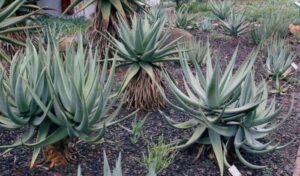 Aloe Castanea 128 Plug Tray