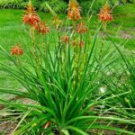Aloe Cooperi available at clicknplant nursery www.clicknplantgp.co.za