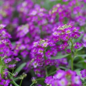 Alyssum Violet 6 pack