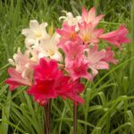 Amaryllis - Belladonna Bulbs