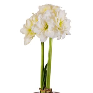 Amaryllis-Sonata-Double-Alfresco.jpeg Amaryllis Sonata Double - "Alfresco" Bulbs